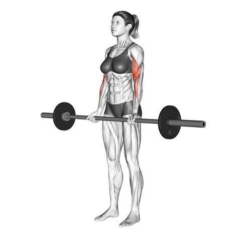 barbell gif|Standing Barbell Biceps Curl GIF .